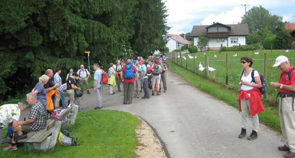 05aLinzgau2-0616