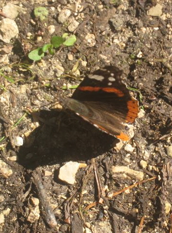 1609-Sternpilgern-09